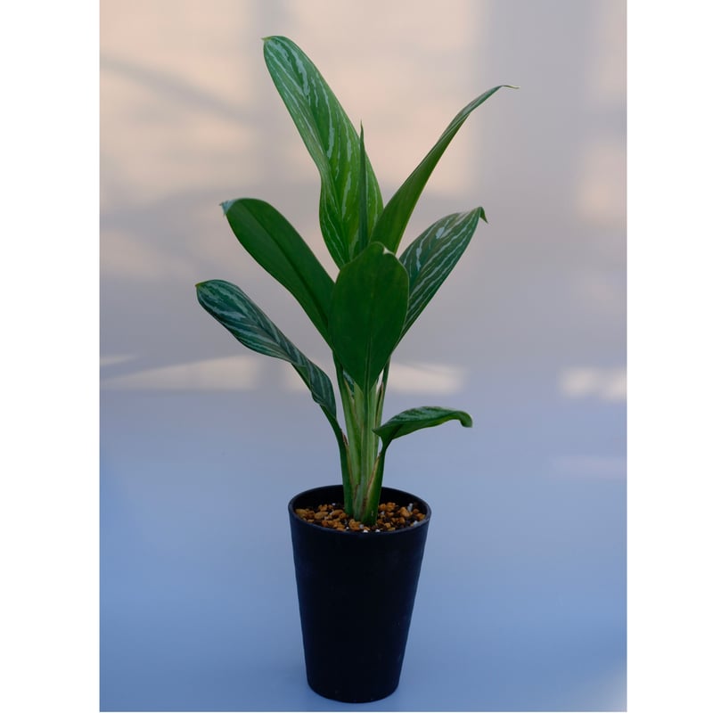 アグラオネマ　リリアン アグラオネマ リリアン Aglaonema 001 | Sunny Branch