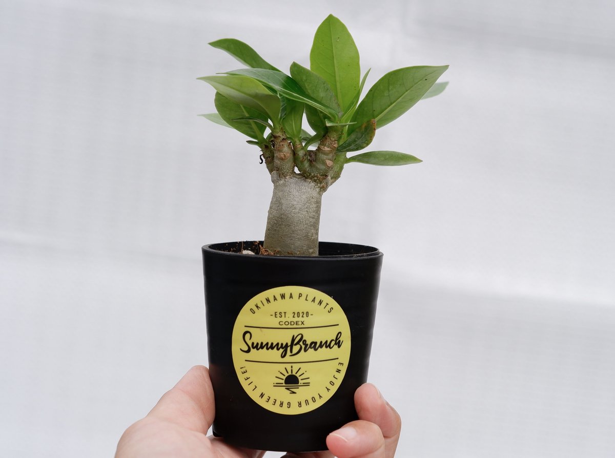 アデニウム アラビカム ブラックステム 実生株 Adenium arabicum アデニウム アラビカム ブラックステム 実生株 Adenium arabicum