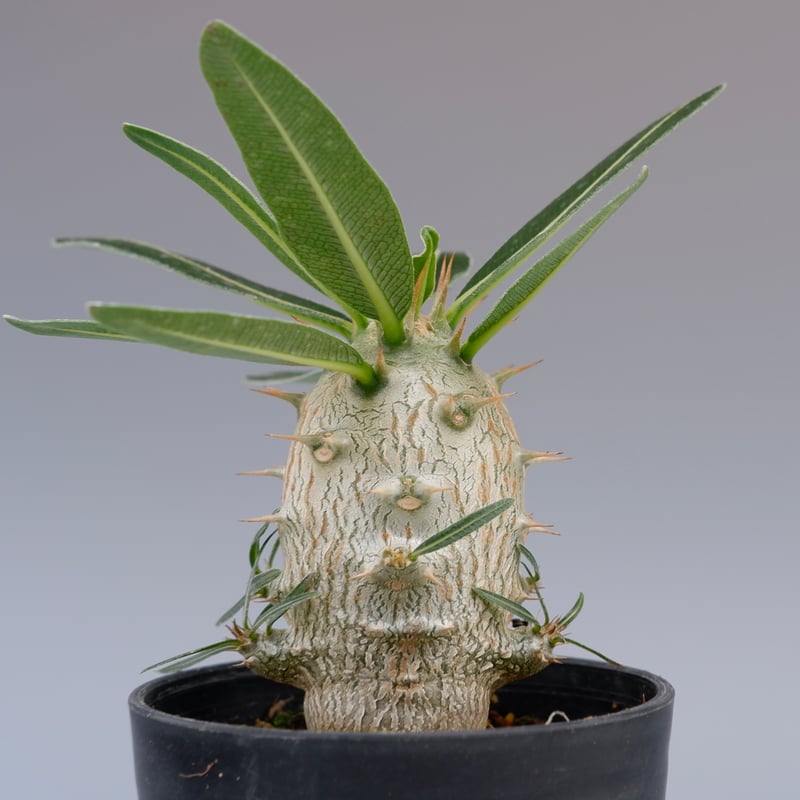 パキポディウム カクチペス 実生株 002 Pachypodium cactipes
