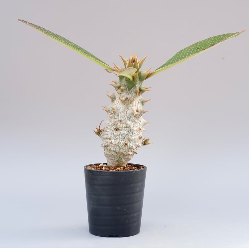 パキポディウム バロニー実生株020 Pachypodium baronii 脇芽