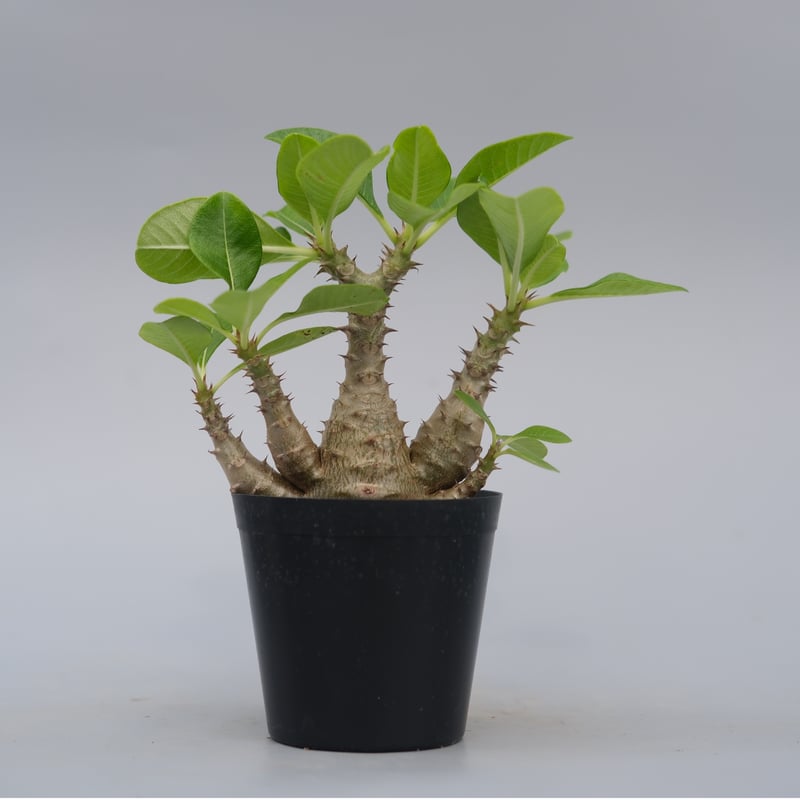 パキポディウム ウィンゾリー 実生株 075 Pachypodium windsorii |