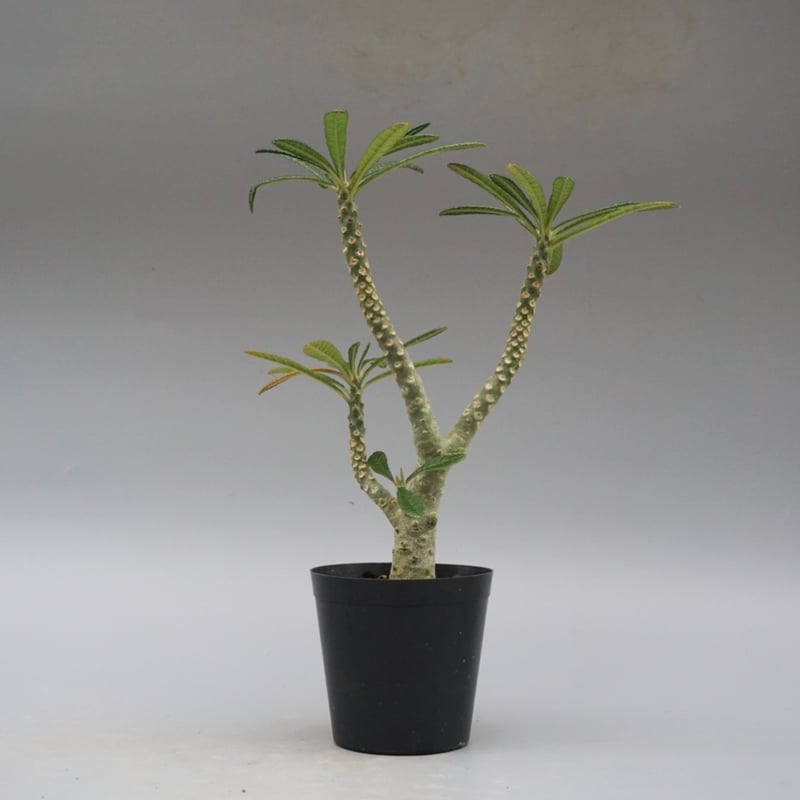 【ドリステニア】　ギガス ドルステニア ギガス031 Dorstenia gigas | Sunny Branch