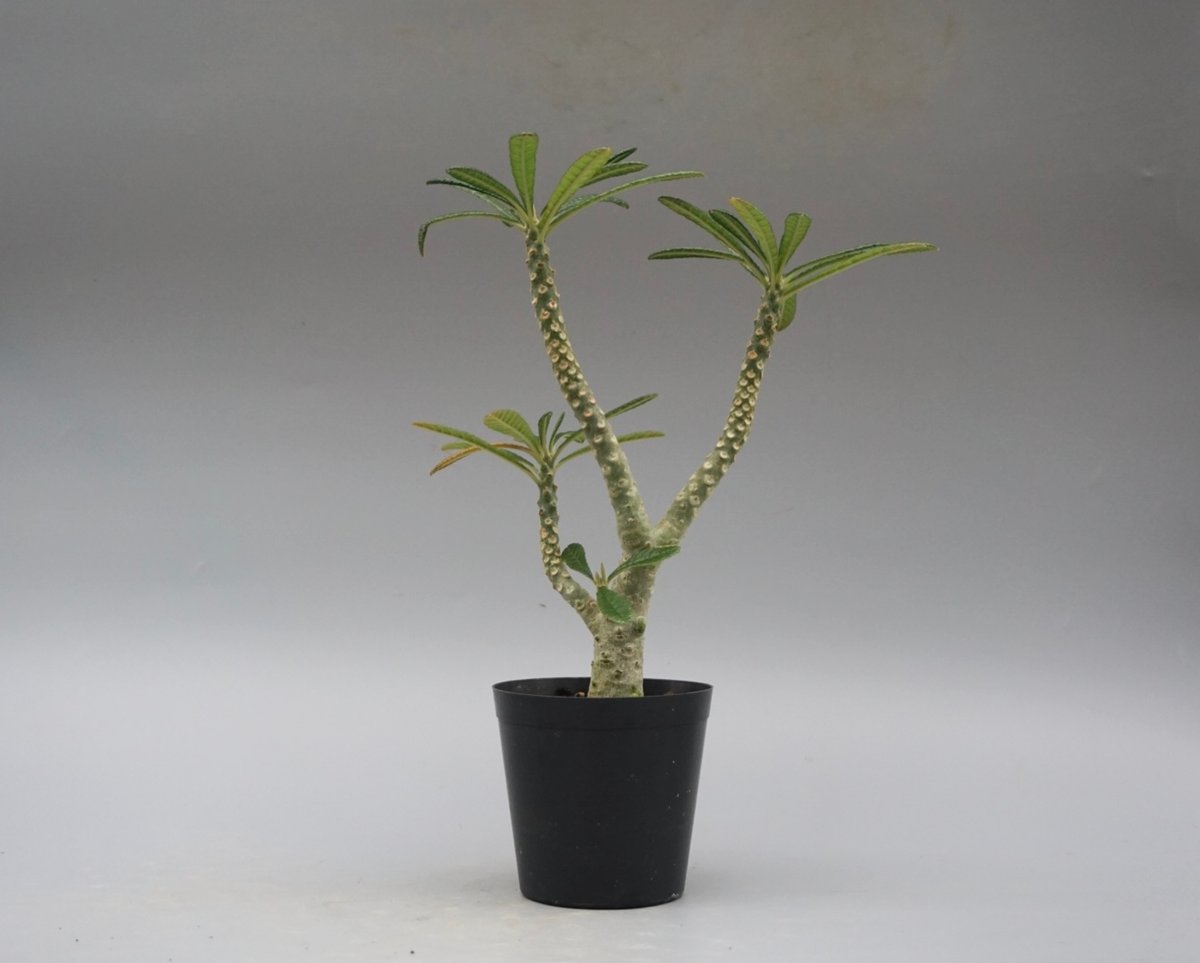 ドルステニア ギガス031 Dorstenia gigas | Sunny Branch