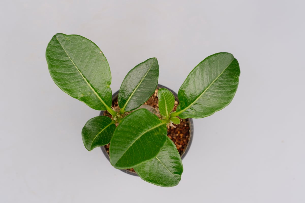 パキポディウム ウィンゾリー 実生株 019 Pachypodium windsorii