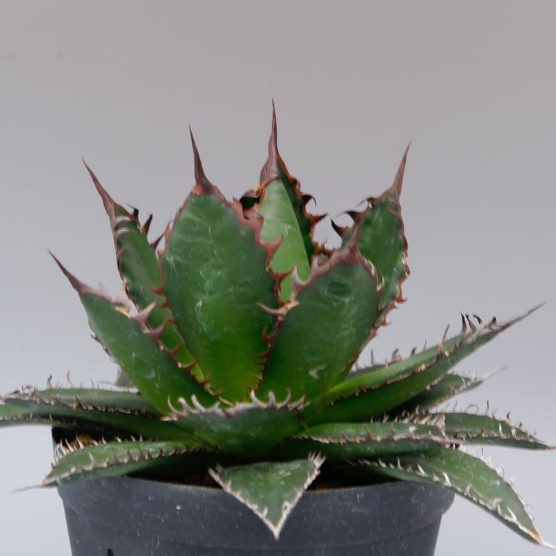 アガベホリダ極上株　Agave horrida No.AHRD015 アガベホリダ極上株 Agave horrida No.AHRD015 アガベ ホリダ