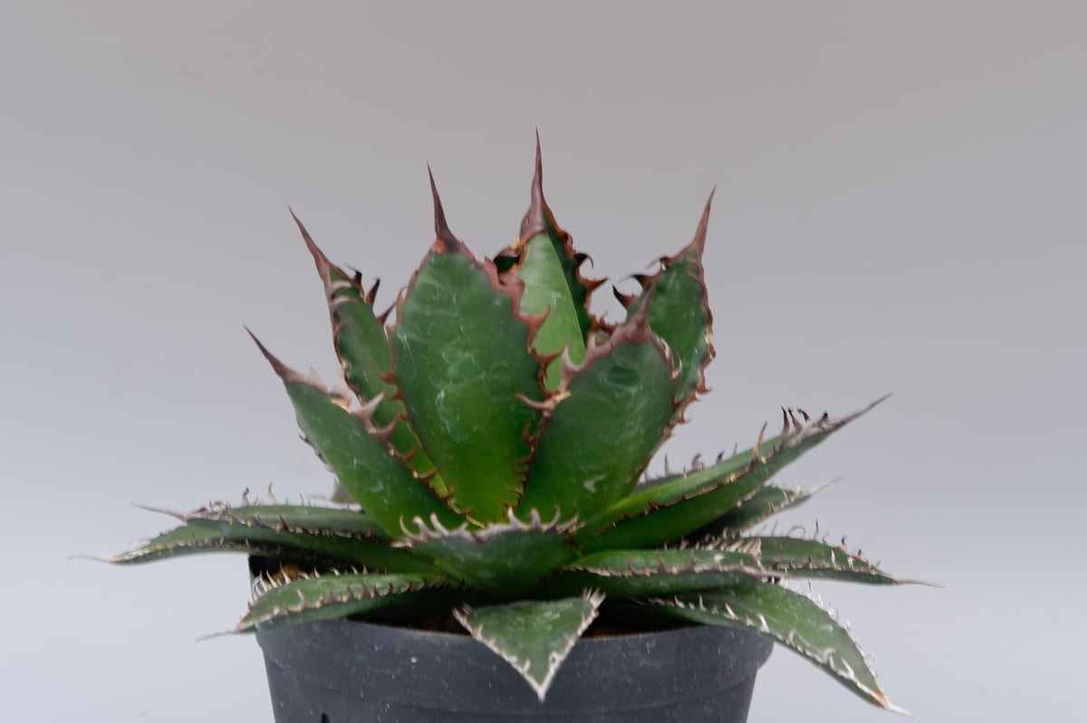 アガベ ホリダ 042 Agave horrida 強棘 | Sunny Branch
