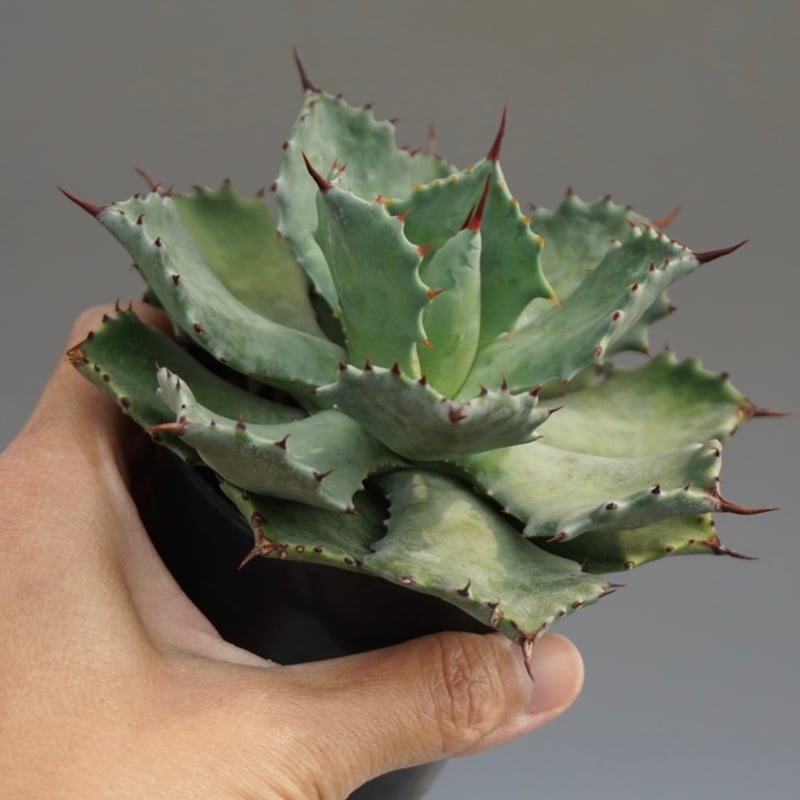 アガベ イシスメンシス 実生株 Agave isthmensis 002 | Sunny Br