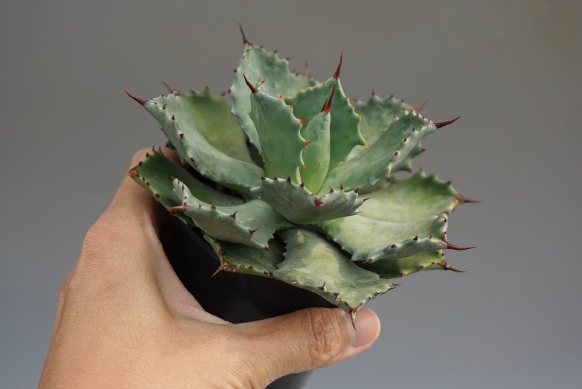 アガベ イシスメンシス 実生株 Agave isthmensis 002 | Sunny Br