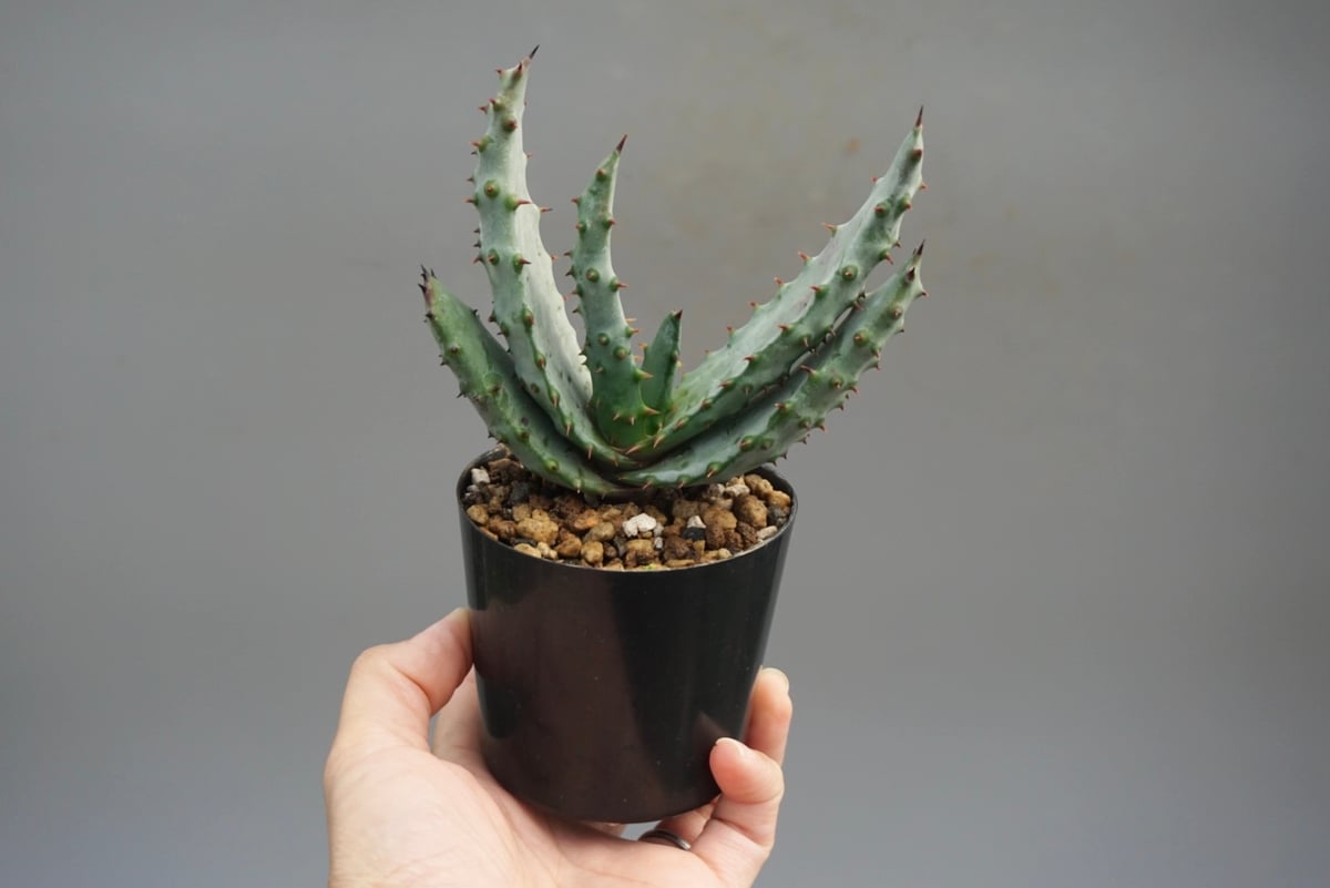 アロエ マルロシー 鬼切丸 Aloe marlothii 002 | Sunny Branch