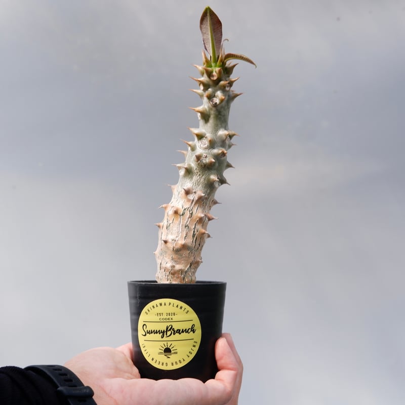 パキポディウム バロニー実生株024 Pachypodium baronii | Sunny