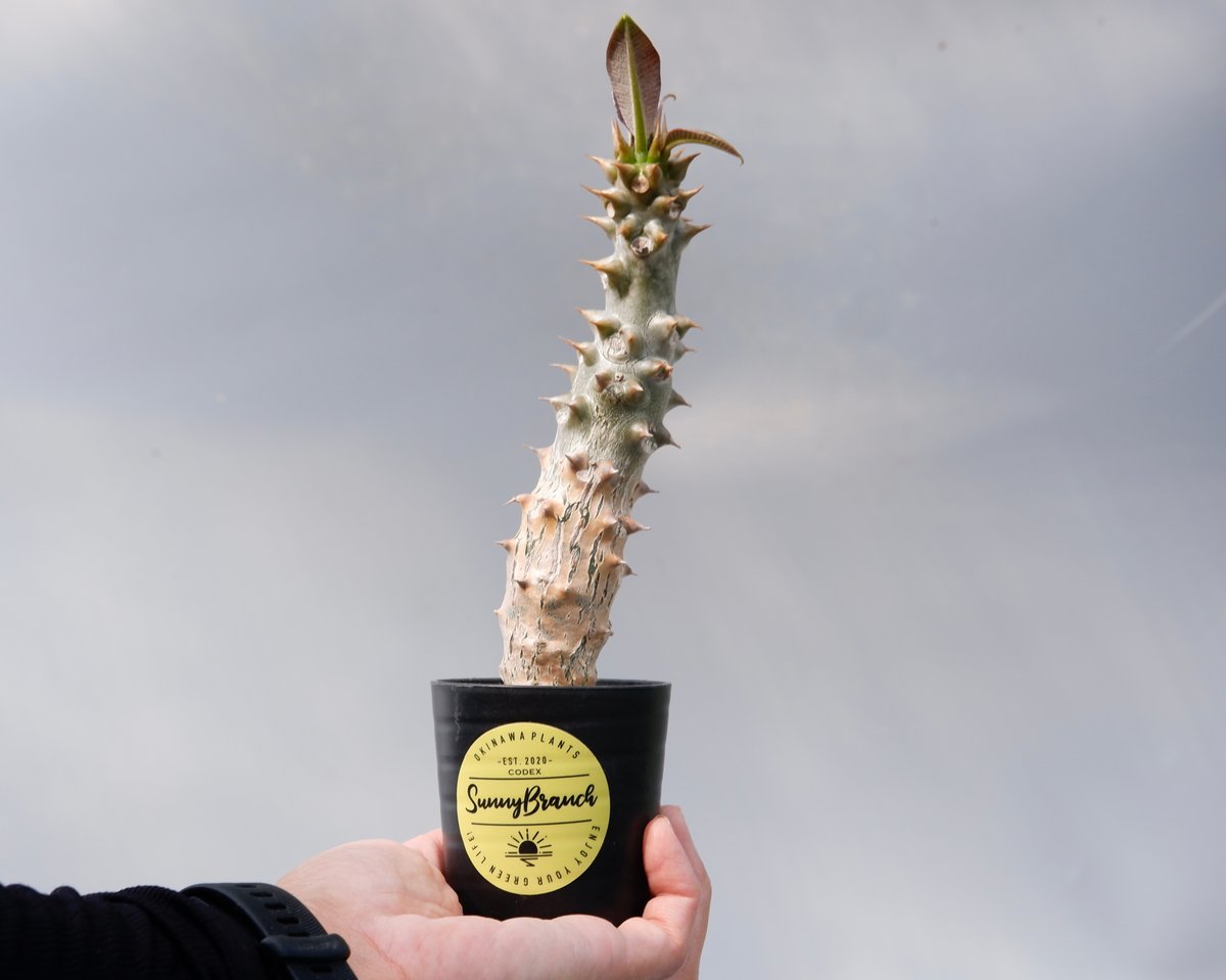 パキポディウムバロニー　実生株 パキポディウム バロニー実生株024 Pachypodium baronii | Sunny
