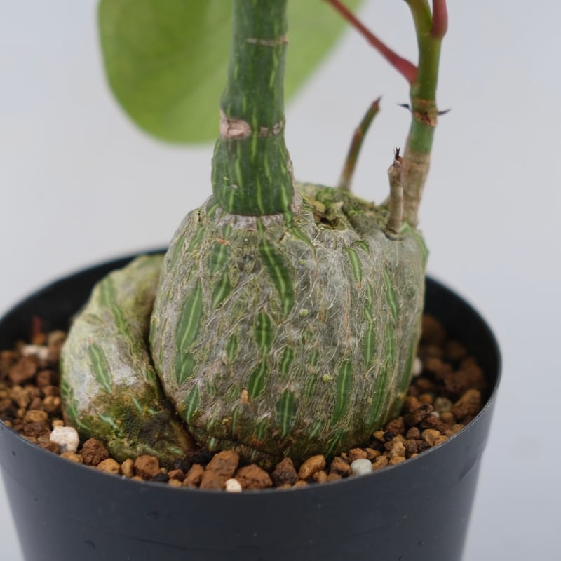 まんまる型 プセウド ボンバックス 051 Pseudobombax ellipticum |