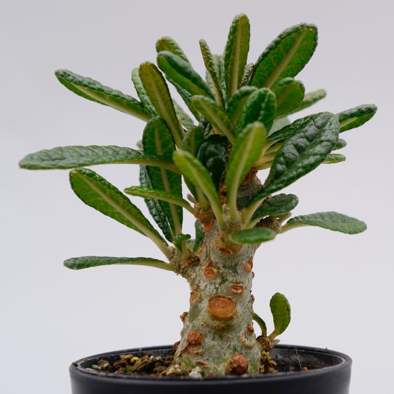 ドルステニア ギガス005 Dorstenia gigas | Sunny Branch