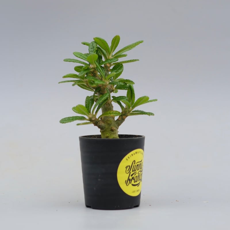 ドルステニア ギガス043 Dorstenia gigas | Sunny Branch
