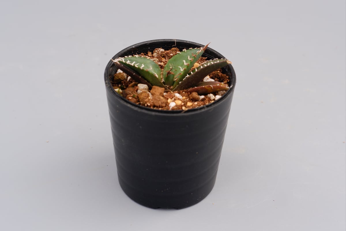 アガベ　チタノタ シーザー 作り込み agave titanota ceaser アガベ・チタノタ シーザー（凱撒）中-019｜agave titanota