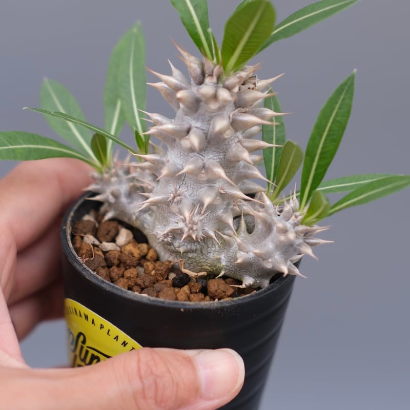 パキポディウム ホロンベンセ 実生株 004 Pachypodium horombense |