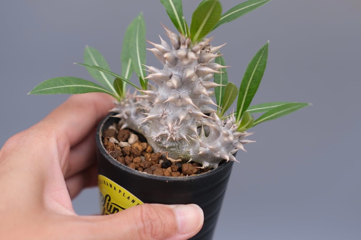 パキポディウム ホロンベンセ 実生株 004 Pachypodium