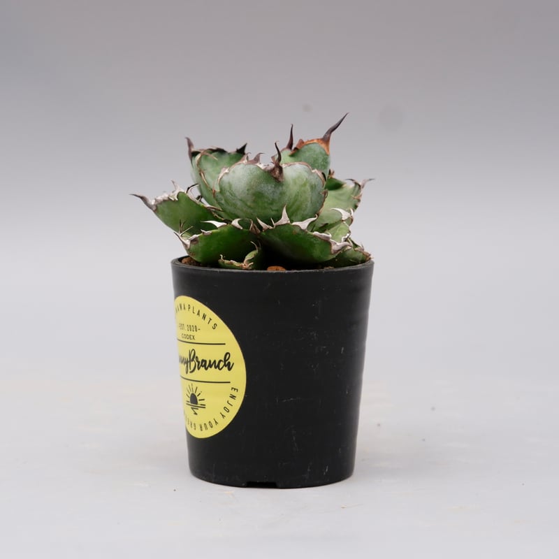 アガベ Agave titanota BB アガベ チタノタ ブラックアンドブルー Agave titanota BB 094 | Sun