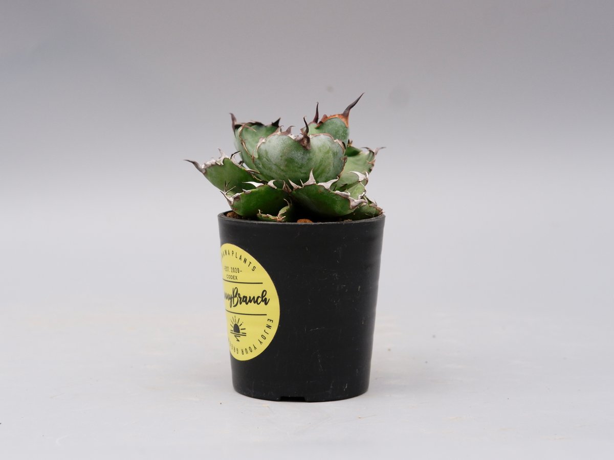 アガベ チタノタ ブラックアンドブルー Agave titanota BB 094 | Sun