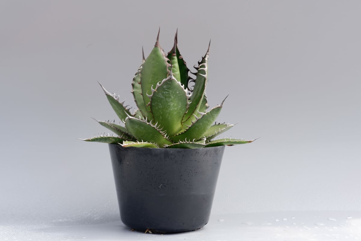アガベ ホリダ 027 Agave horrida 強棘 | Sunny Branch アガベ ホリダ 027 Agave horrida 強棘 | Sunny Branch