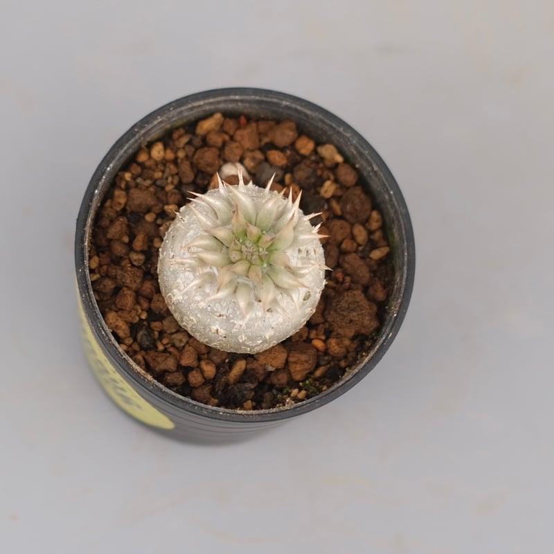 パキポディウム エニグマチカム 実生株 Pachypodium enigmaticum