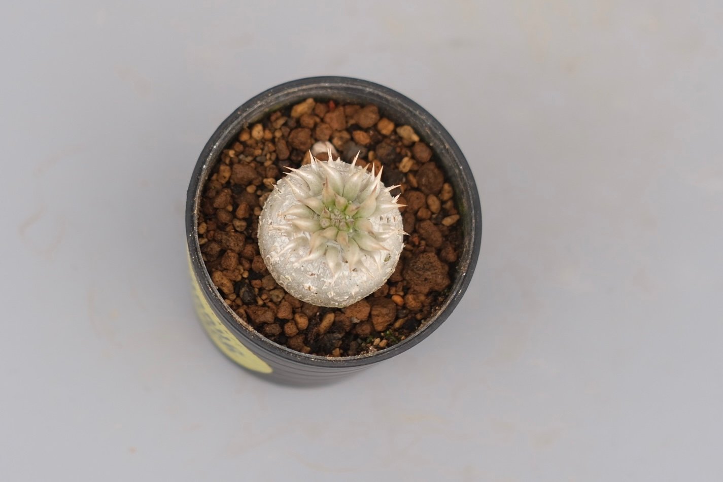 パキポディウム エニグマチカム 実生株 Pachypodium enigmaticum 005
