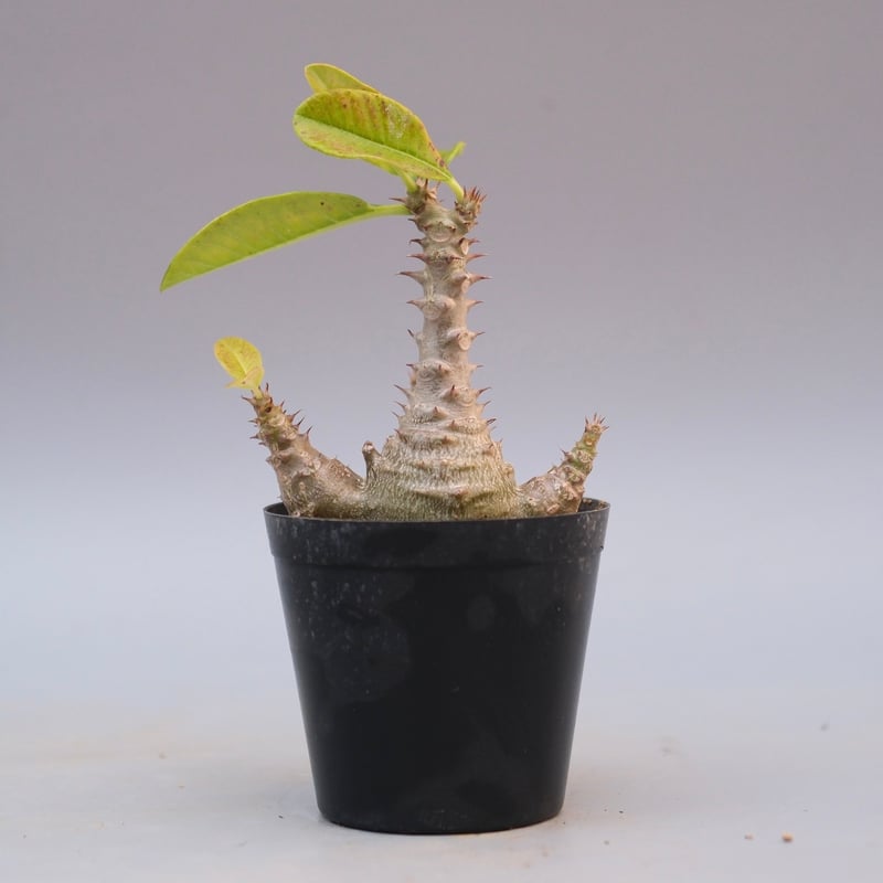 パキポディウム ウィンゾリー 実生株 122 Pachypodium windsorii |