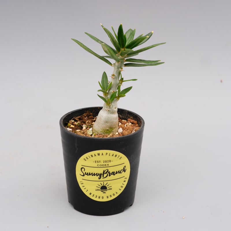 パキポディウム ビスピノーサム Pachypodium bispinosum 007 | Su