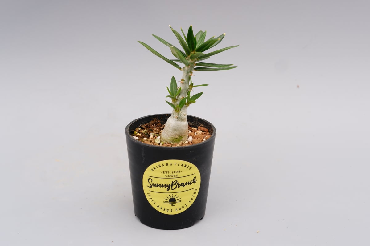 パキポディウム ビスピノーサム Pachypodium bispinosum 007 | Su パキポディウム ビスピノーサム Pachypodium bispinosum 007 | Su