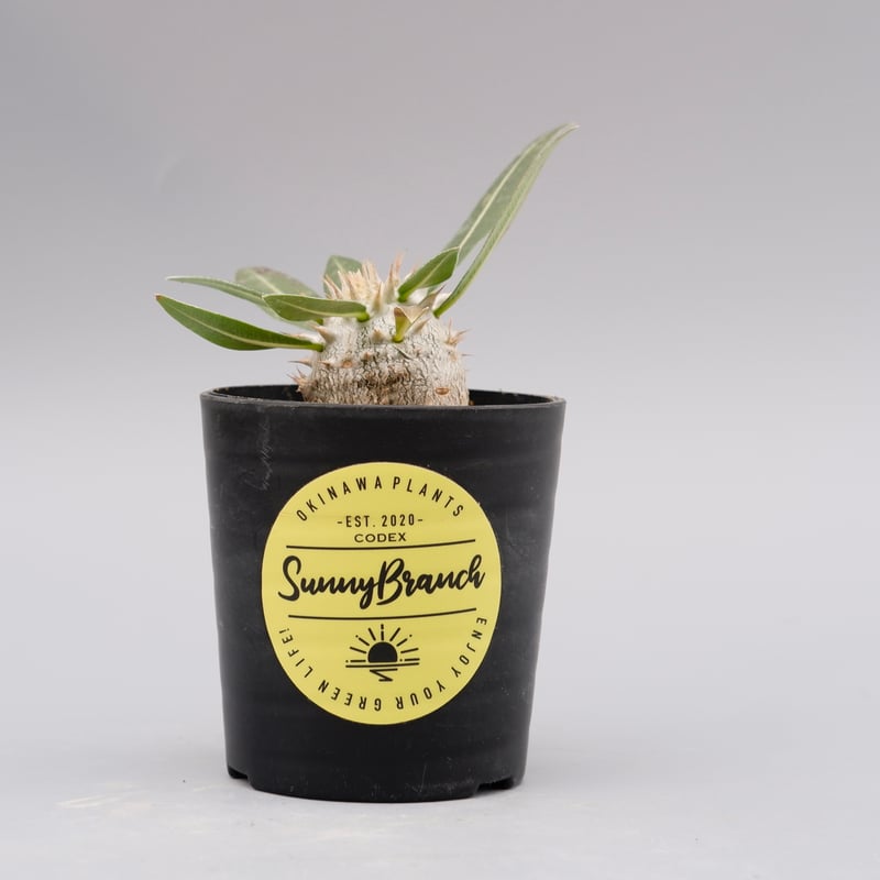 ★*★様 パキポディウム ロスラーツム 実生8年目株 パキポディウム ロスラーツム 実生株 011 Pachypodium rosulatum