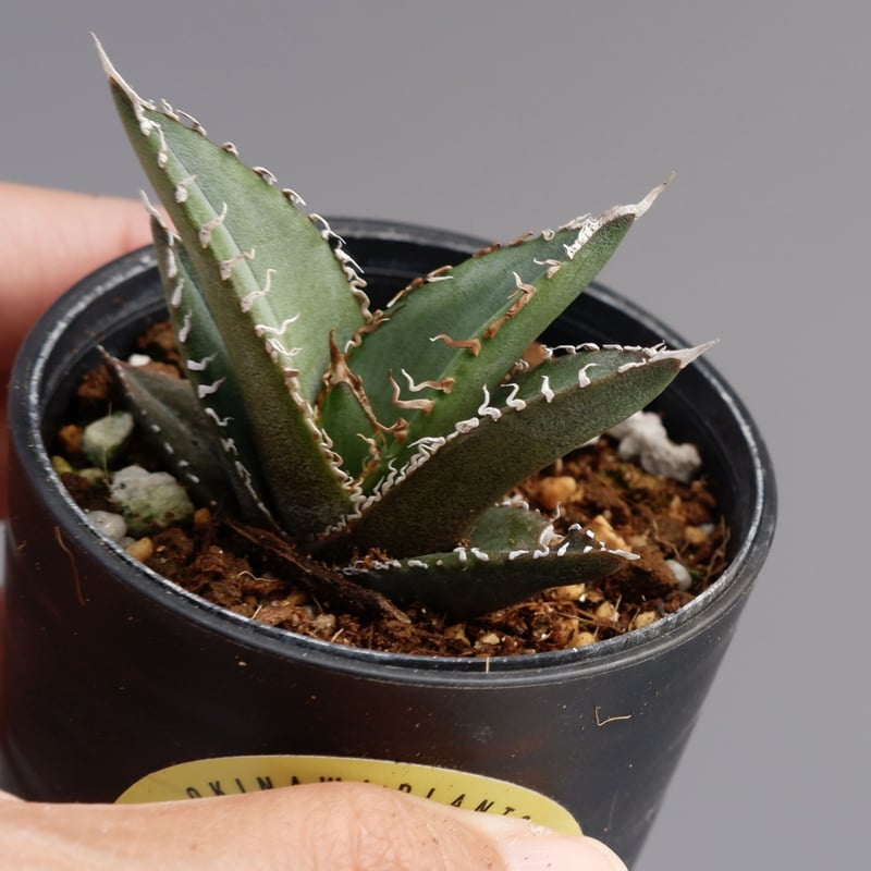 アガベ オテロイ 実生株 Agave oteroi seeding 033 | Sunny