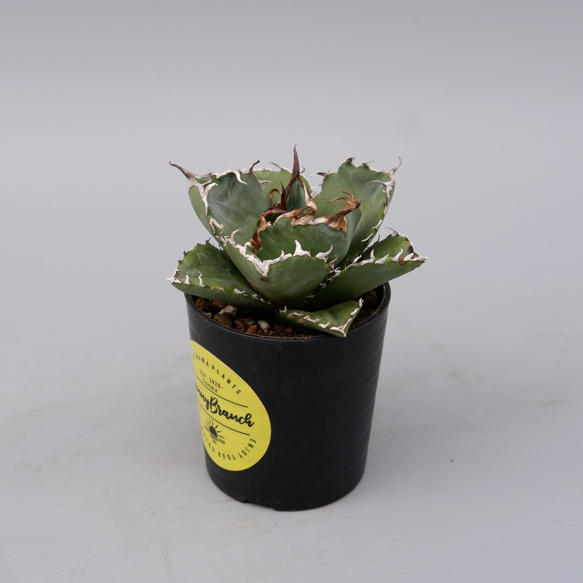 アガベ チタノタ 白鯨 Agave titanota white whale 181 | Su