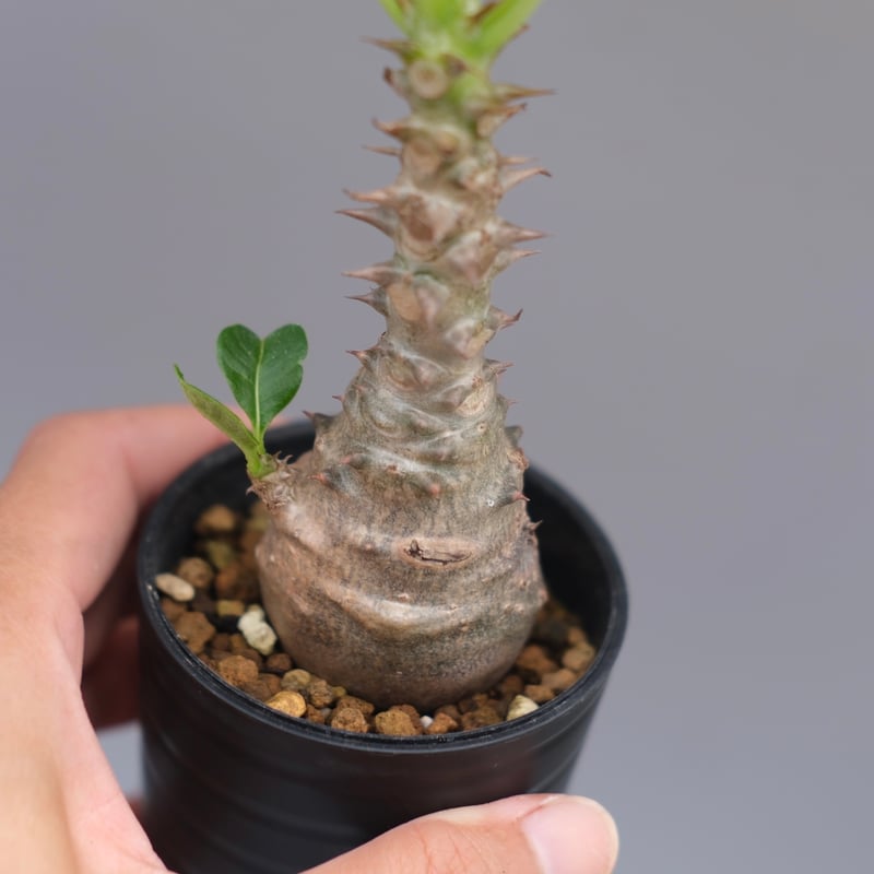 パキポディウムウィンゾリー 国内実生株 パキポディウム ウィンゾリー 実生株 056 Pachypodium windsorii |