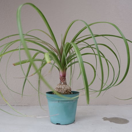 CATEGORY ノリナ | Sunny Branch