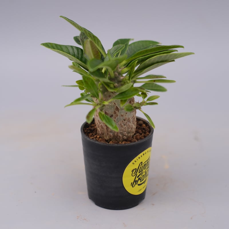 パキポディウム ウィンゾリー 実生株 100 Pachypodium windsorii |