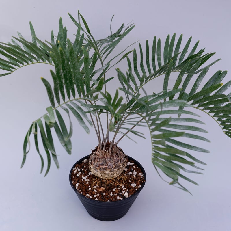 ザミア フロリダーナ 001 Zamia floridana 蘇鉄 | Sunny Branch