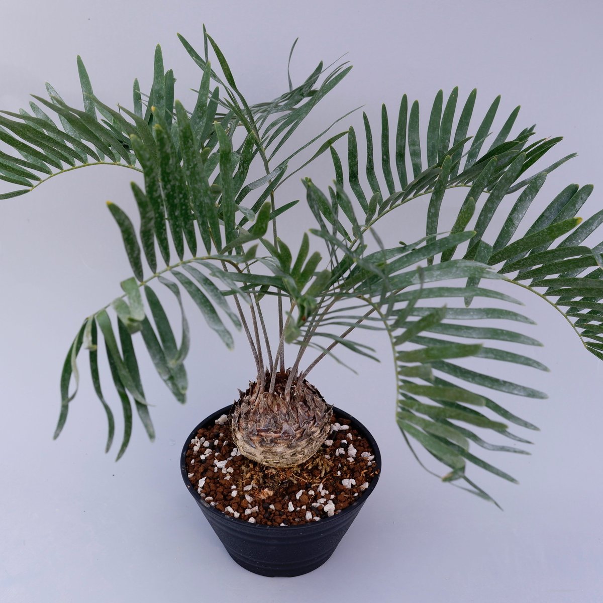 ザミア フロリダーナ 001 Zamia floridana 蘇鉄 | Sunny Branch