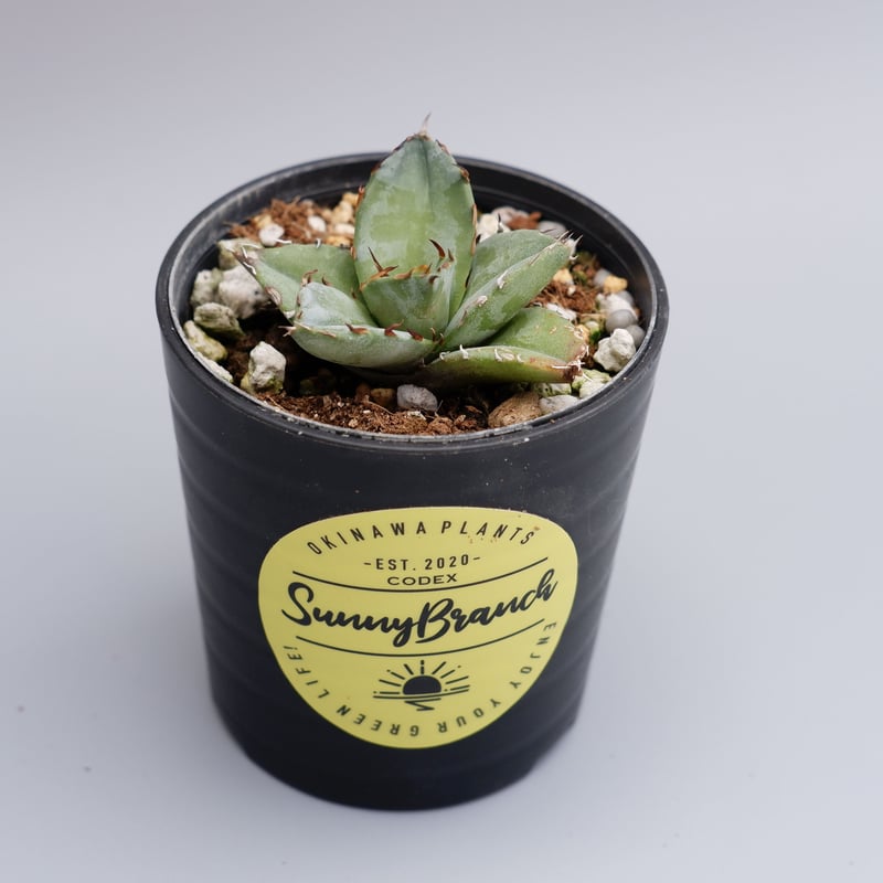 アガベ オテロイ 実生株 Agave oteroi seeding 024 | Sunny アガベ オテロイ 実生株 Agave oteroi seeding 024 | Sunny