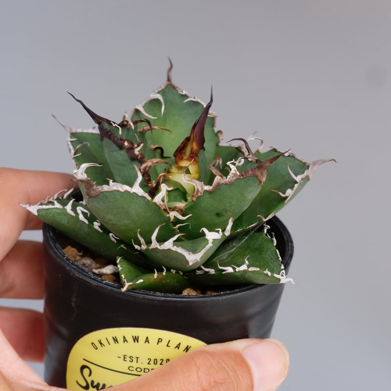 アガベ チタノタ シーザー Agave titanota caesar 136 | Sunny