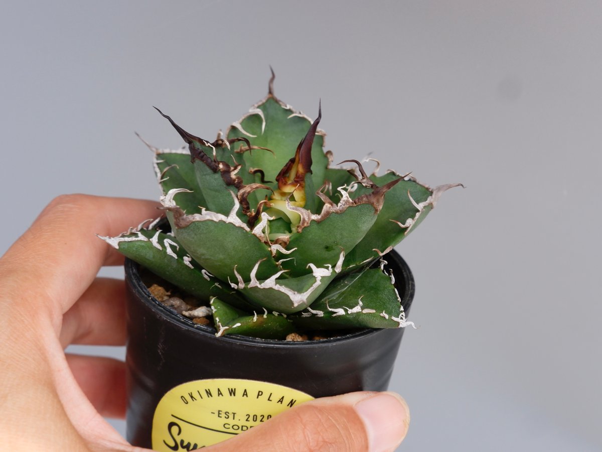 アガベ チタノタ シーザー Agave titanota caesar 136 | Sunny