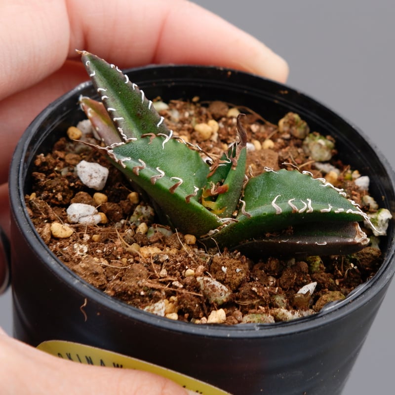 アガベ チタノタ シーザー Agave titanota caesar 076 | Sunny