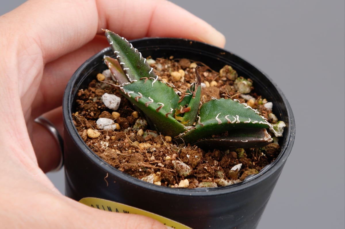 アガベ チタノタ シーザー Agave titanota caesar 076 | Sunny
