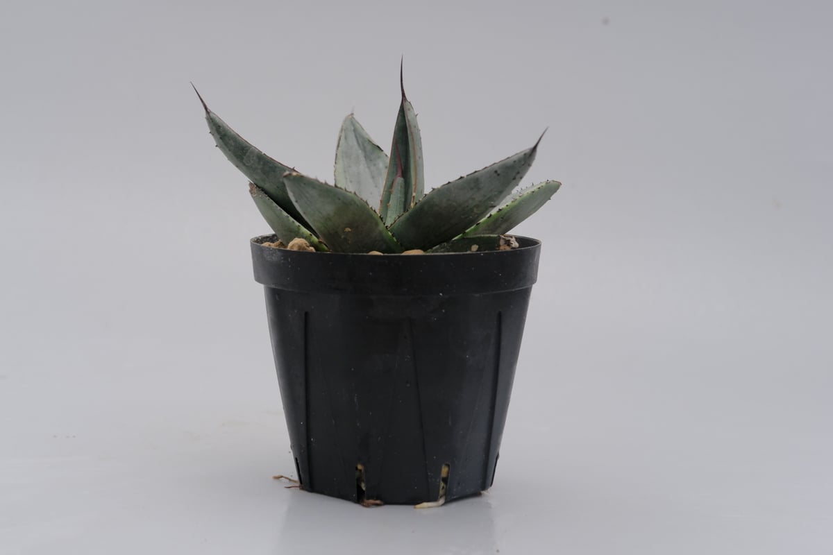 アガベ シャークバイト003 Agave Sharkbite | Sunny Branch