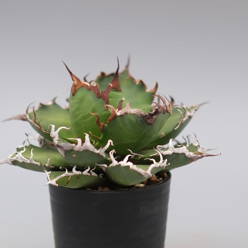 アガベ チタノタ シーザー Agave titanota caesar 148 | Sunny