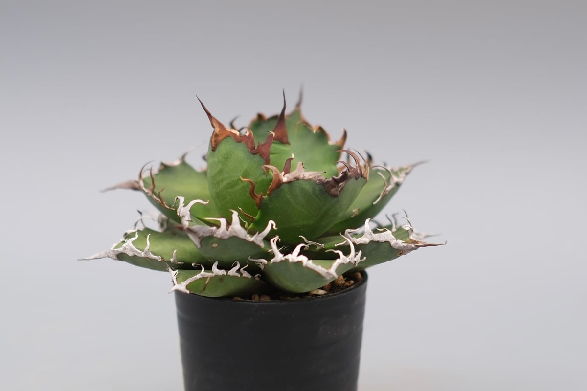 アガベ チタノタ シーザー Agave titanota caesar 148 | Sunny