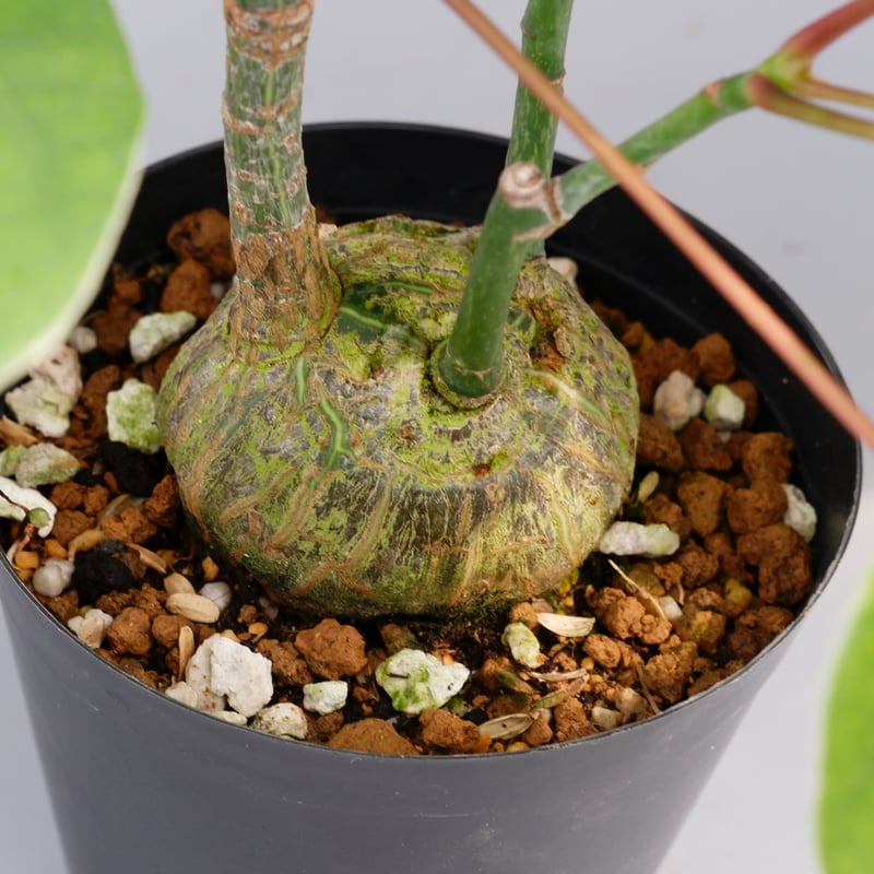 まんまる型 プセウド ボンバックス 034 Pseudobombax ellipticum