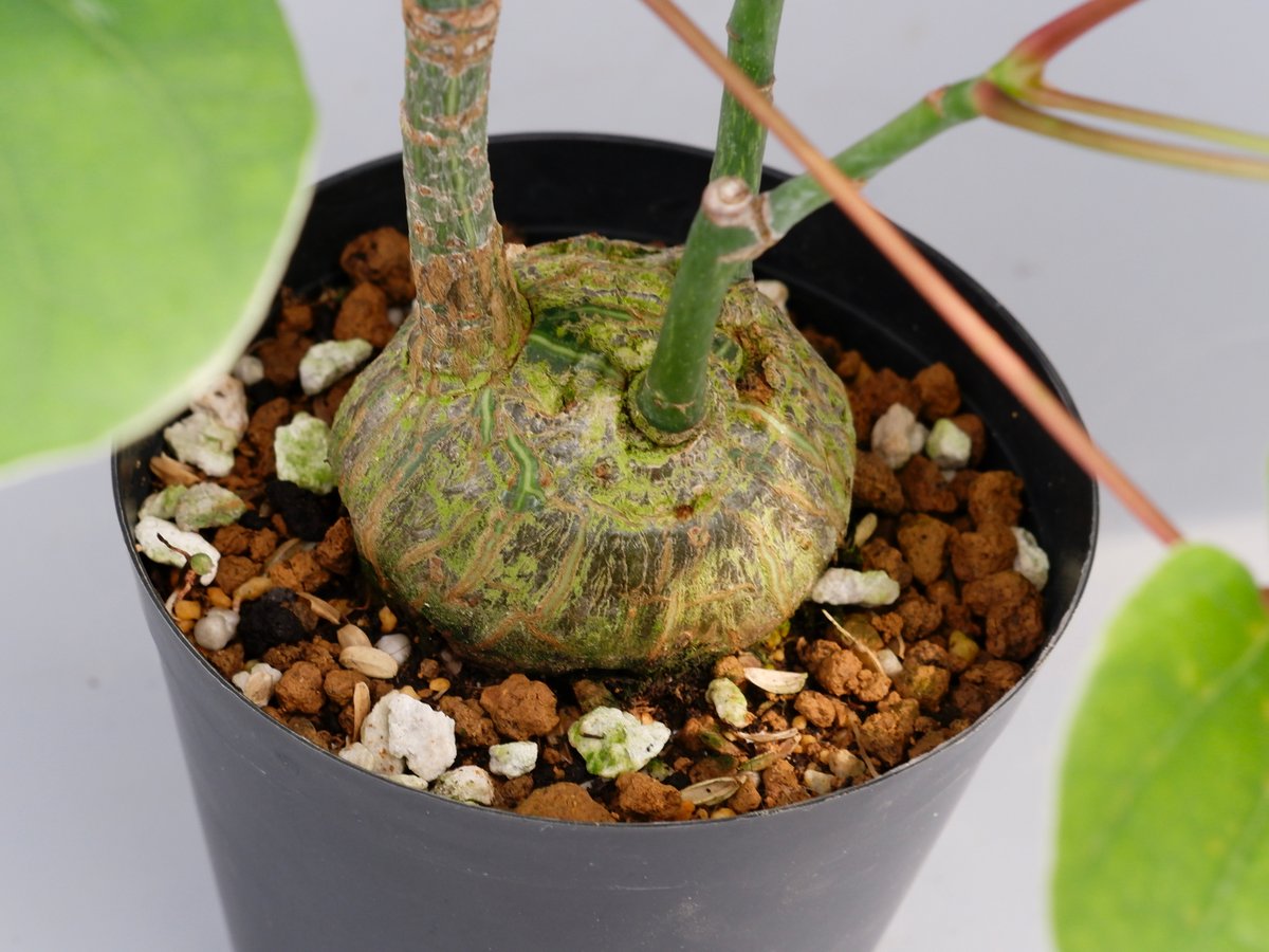 まんまる型 プセウド ボンバックス 034 Pseudobombax ellipticum |