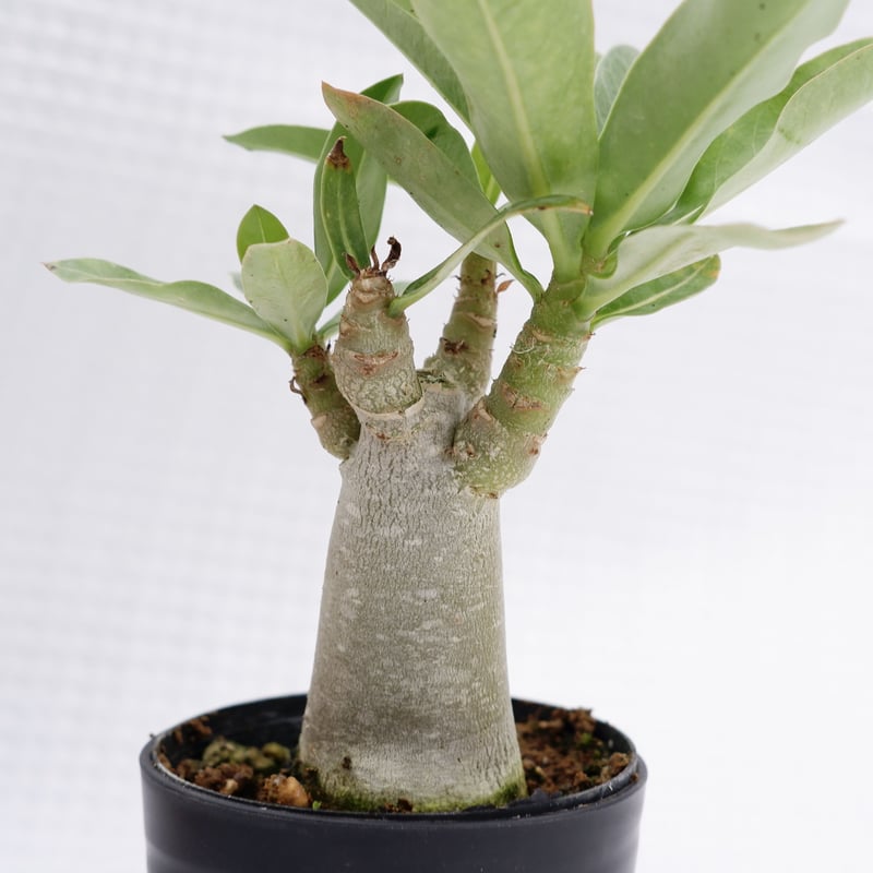 アデニウム ブラックソマレンセ 実生株 Adenium somalense var. bla