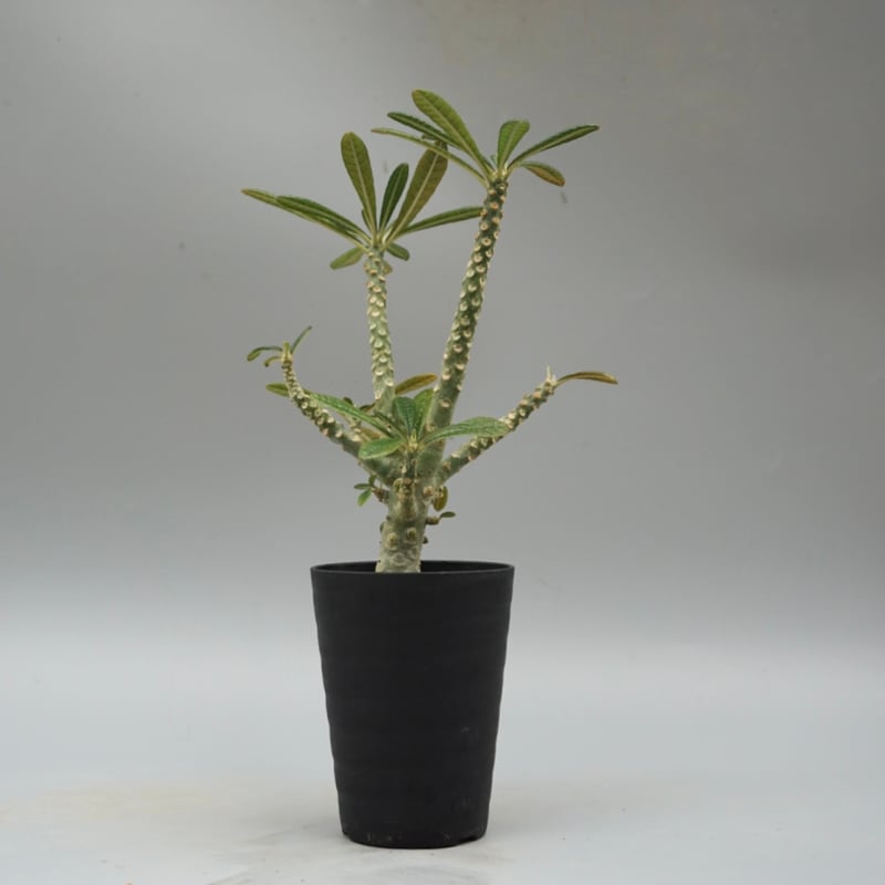 ドルステニア ギガス033 Dorstenia gigas | Sunny Branch