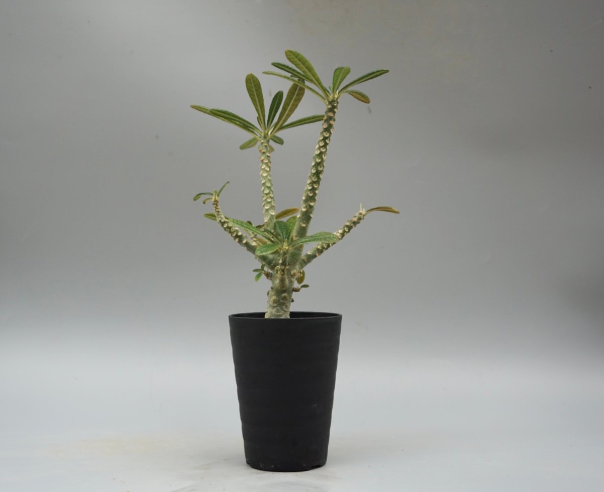 ドルステニア ギガス033 Dorstenia gigas | Sunny Branch